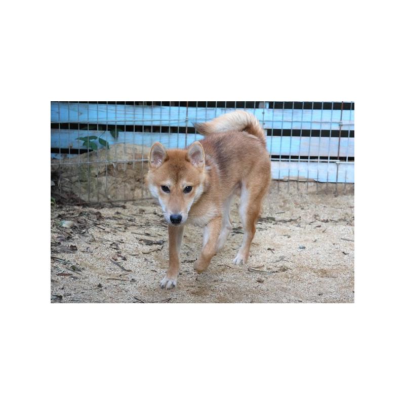 販売中の和歌山県の柴犬-408081